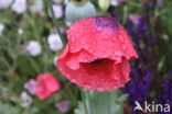 Opium Poppy (Papaver somniferum)