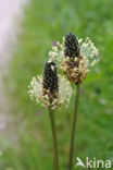 Plantain (Plantago)