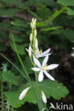 Grote graslelie (Anthericum liliago)