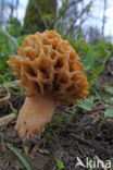 Common morel (Morchella esculenta)