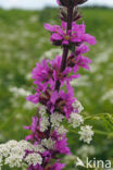 Purple Loosestrife (Lythrum salicaria)