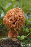 Common morel (Morchella esculenta)