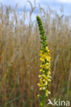 Gewone agrimonie (Agrimonia eupatoria)