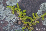 Kaal breukkruid (Herniaria glabra)