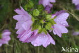 Mallow (Malva spec)