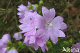 Mallow (Malva spec)