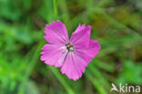 Carthusian Pink (Dianthus carthusianorum)