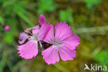 Karthuizer anjer (Dianthus carthusianorum)