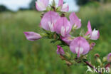 Spiny Restharrow (Ononis repens ssp. spinosa)