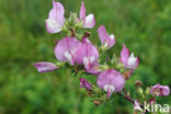 Spiny Restharrow (Ononis repens ssp. spinosa)