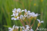 Meadow Saxifrage (Saxifraga granulata)