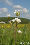 Meadow Saxifrage (Saxifraga granulata)