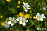 Knolsteenbreek (Saxifraga granulata)