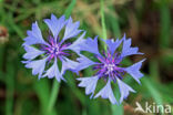 Cornflower (Centaurea cyanus)