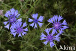 Cornflower (Centaurea cyanus)