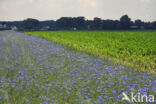 Korenbloem (Centaurea cyanus)