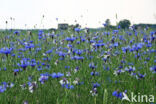 Cornflower (Centaurea cyanus)