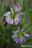 Crown Vetch (Securigera varia)