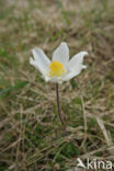 Voorjaarsanemoon (Pulsatilla vernalis)