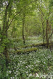 Ramsons (Allium ursinum)