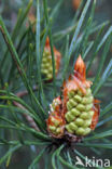 Scots Pine (Pinus sylvestris)