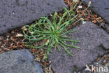 Hertshoornweegbree (Plantago coronopus)