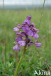 Green-winged Orchid (Anacamptis morio