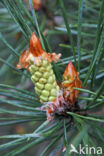 Grove den (Pinus sylvestris)