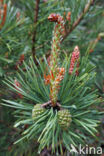 Scots Pine (Pinus sylvestris)