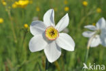 Pheasant s-eye Daffodil (Narcissus poeticus)