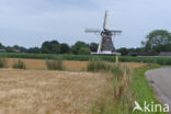 Cultivated Oat (Avena sativa)