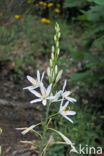 Grote graslelie (Anthericum liliago)