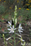 Grote graslelie (Anthericum liliago)