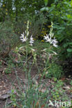 Grote graslelie (Anthericum liliago)