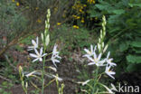 Grote graslelie (Anthericum liliago)