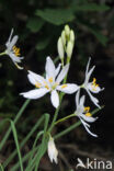 St. Bernards Lily (Anthericum liliago)