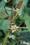 Greater Dodder (Cuscuta europaea)