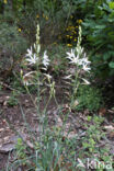 Grote graslelie (Anthericum liliago)