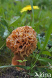 Common morel (Morchella esculenta)