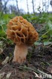 Common morel (Morchella esculenta)