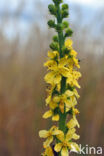 Gewone agrimonie (Agrimonia eupatoria)