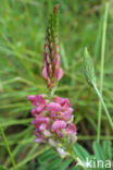 Common Sainfoin (Onobrychis viciifolia)