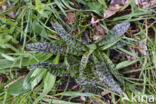 Spotted orchid (Dactylorhiza maculata)