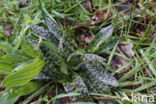 Spotted orchid (Dactylorhiza maculata)