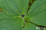 Herb-Paris