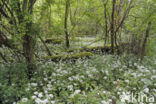 Ramsons (Allium ursinum)