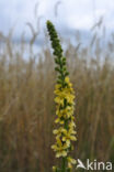 Agrimony (Agrimonia eupatoria)