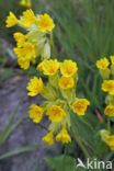 Gulden sleutelbloem (Primula veris)