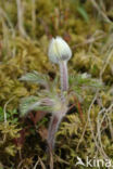 Voorjaarsanemoon (Pulsatilla vernalis)