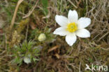 Voorjaarsanemoon (Pulsatilla vernalis)